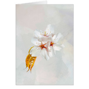 Sakura - Fleur de cerisier japonaise