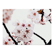 SAKURA FOTOGRAFIE
