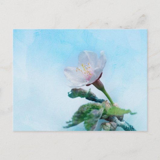 Sakura - Japanse Cherry Blossom Briefkaart (Voorkant)