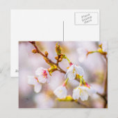 Sakura - Japanse Cherry Blossom Briefkaart (Voorkant / Achterkant)