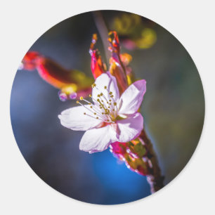Sakura - Japanse kersbloem Ronde Sticker
