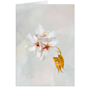 Sakura - Japanse kersenbloesem