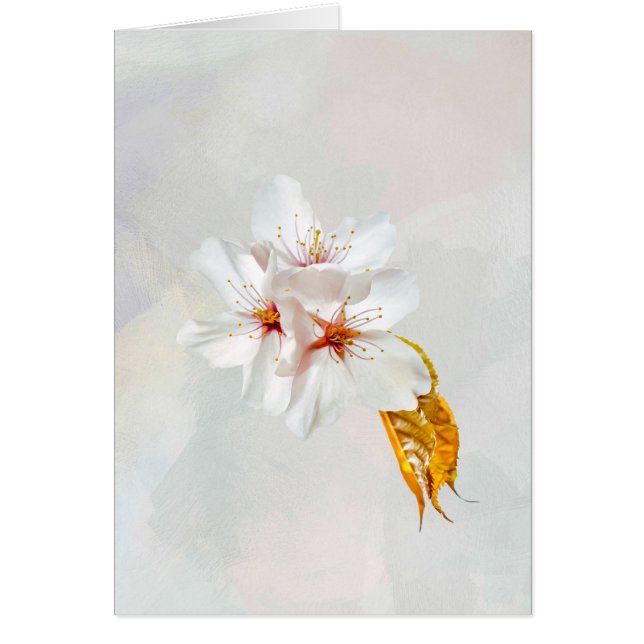 Sakura - Japanse kersenbloesem (Voorkant)