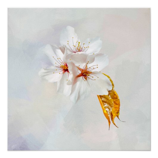 Sakura - Japanse kersenbloesem Perfect Poster (Voorkant)