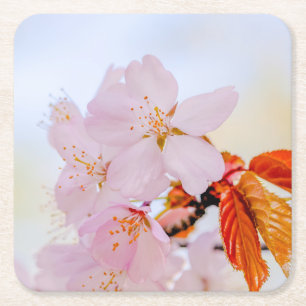 Sakura - Japanse kersenbloesem Vierkante Kartonnen Onderzetter