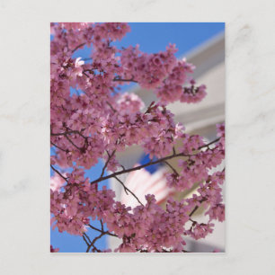 Sakura Kersenbloesem Americana Briefkaart