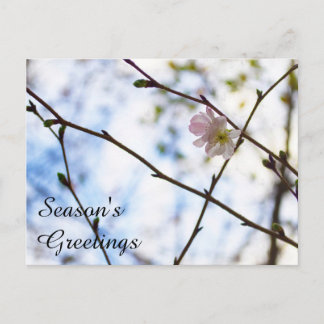 Sakura-kersenbloesem bloem op een tak briefkaart