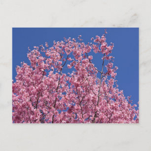 Sakura Kersenbloesem In Het Blauwe Briefkaart