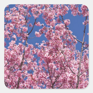Sakura Kersenbloesem In Het Blauwe Vierkante Sticker