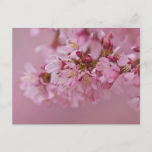 Sakura Kersenbloesem Licht Roze Reflecties Briefkaart