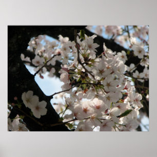 Sakura (kersenbloesem) poster