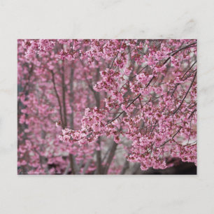 Sakura Kersenbloesem Stromend Roze Briefkaart