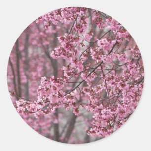 Sakura Kersenbloesem Stromend Roze Ronde Sticker