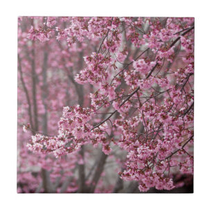 Sakura Kersenbloesem Stromend Roze Tegeltje