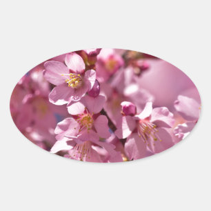 Sakura Kersenbloesems gekust door zonlicht Ovale Sticker