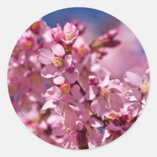 Sakura Kersenbloesems gekust door zonlicht Ronde Sticker