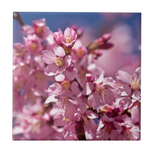 Sakura Kersenbloesems gekust door zonlicht Tegeltje (Voorkant)