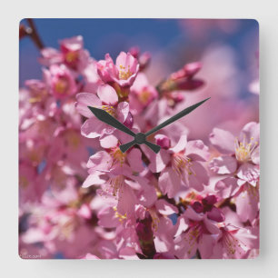 Sakura Kersenbloesems gekust door zonlicht Vierkante Klok