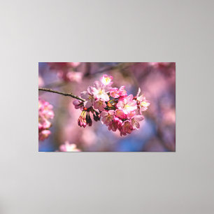 Sakura Kersenbloesems in Roze Kleuren van de Lente Canvas Afdruk