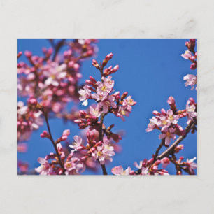 Sakura Kersenbloesems raken blauw Briefkaart