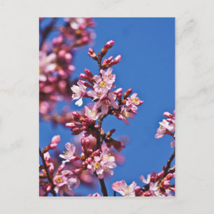 Sakura Kersenbloesems raken blauw Briefkaart