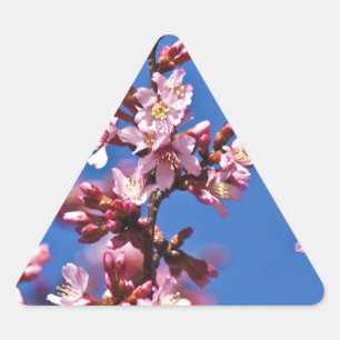 Sakura Kersenbloesems raken blauw Driehoek Sticker