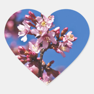 Sakura Kersenbloesems raken blauw Hart Sticker