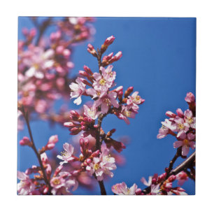 Sakura Kersenbloesems raken blauw Tegeltje