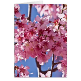 Sakura Kersenbloesems Rode Sterren