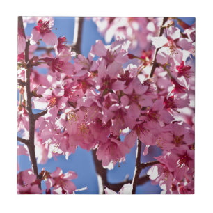Sakura Kersenbloesems Rode Sterren Tegeltje
