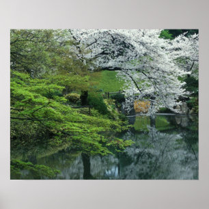 Sakura, Koishikawa Koraku-en tuin, Tokio, Poster