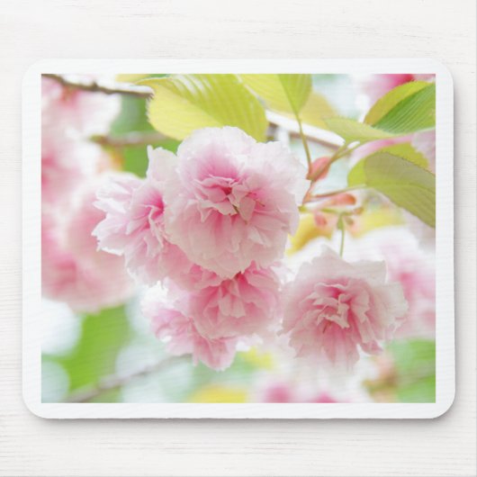 sakura muismat (Voorkant)