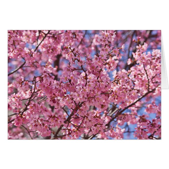 Sakura Pink Cherry Blossom Sky (Devant horizontal)