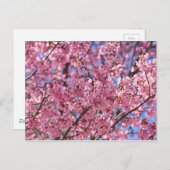 Sakura Pink Cherry Blossom Sky Briefkaart (Voorkant / Achterkant)