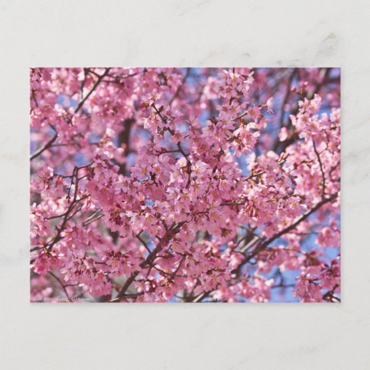 Sakura Pink Cherry Blossom Sky Briefkaart (Voorkant)