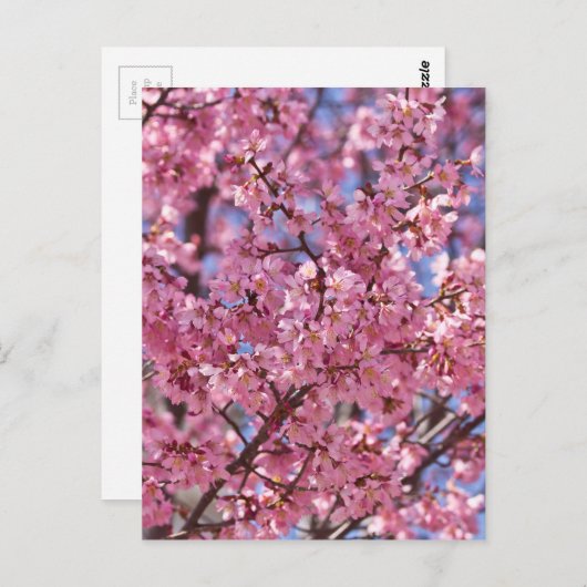 Sakura Pink Cherry Blossom Sky Briefkaart (Voorkant / Achterkant)