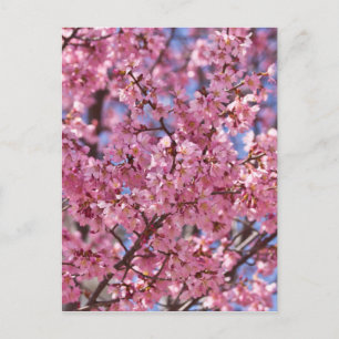 Sakura Pink Cherry Blossom Sky Briefkaart