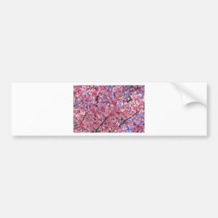 Sakura Pink Cherry Blossom Sky Bumpersticker