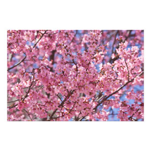 Sakura Pink Cherry Blossom Sky Foto Afdruk