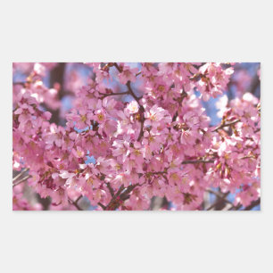 Sakura Pink Cherry Blossom Sky Rechthoekige Sticker