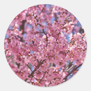 Sakura Pink Cherry Blossom Sky Ronde Sticker