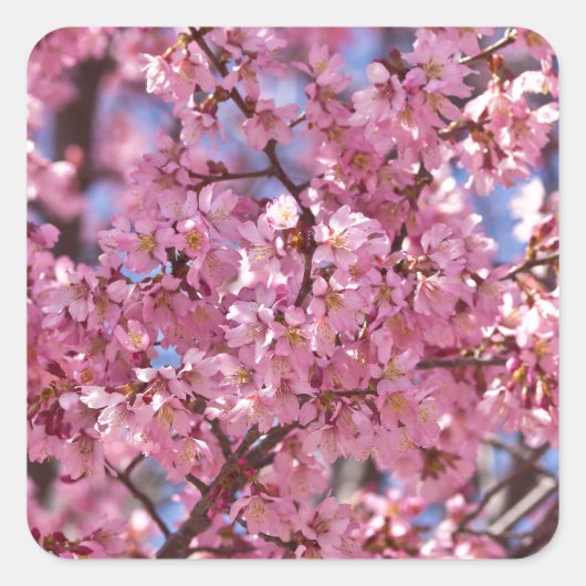 Sakura Pink Cherry Blossom Sky Vierkante Sticker (Voorkant)