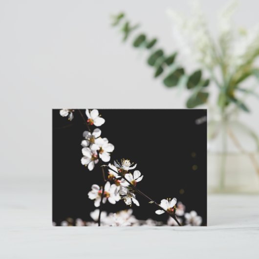 Sakurbloemen Briefkaart (Staand voorkant)