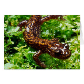 Salamander