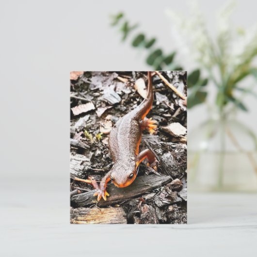 Salamander in het bos briefkaart (Staand voorkant)