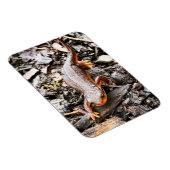 Salamander in het bos magneet (Rechterzijde)