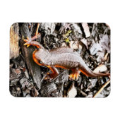 Salamander in het bos magneet (Horizontaal)