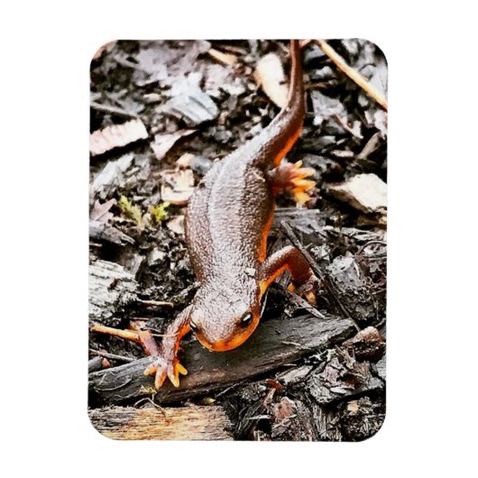 Salamander in het bos magneet (Verticaal)