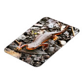 Salamander in het bos magneet (Linkerzijde)