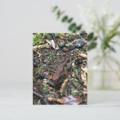 Salamander in het bos, Washington Briefkaart (Staand voorkant)